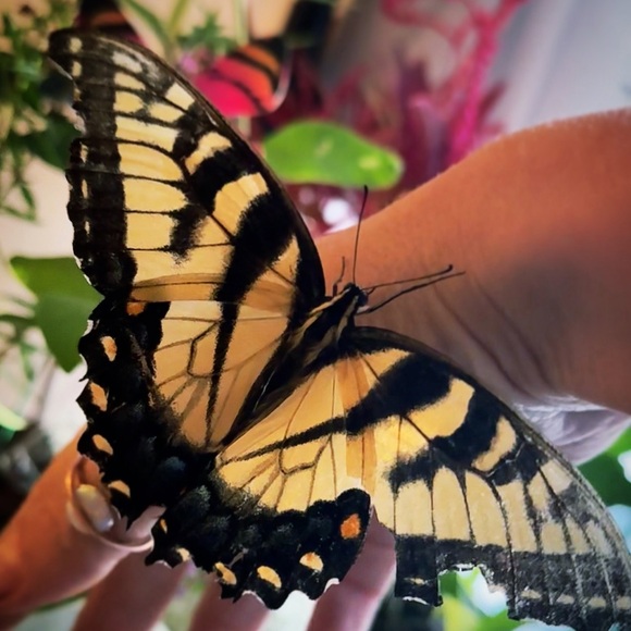 Meet your Posher, Liz - Picture 1 of 1